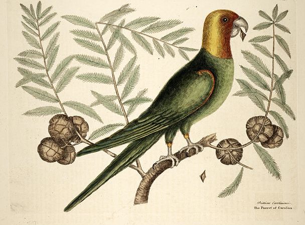 The Parrot of Carolina | Mark Catesby 1754