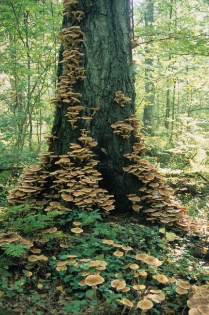 Big dying trees are great substrate for fungi. Image by Oli Wenhrynowicz.
