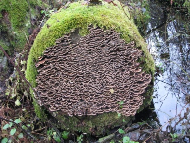 Fungus making use of old log. Image by Grzegorz Mikusinski.