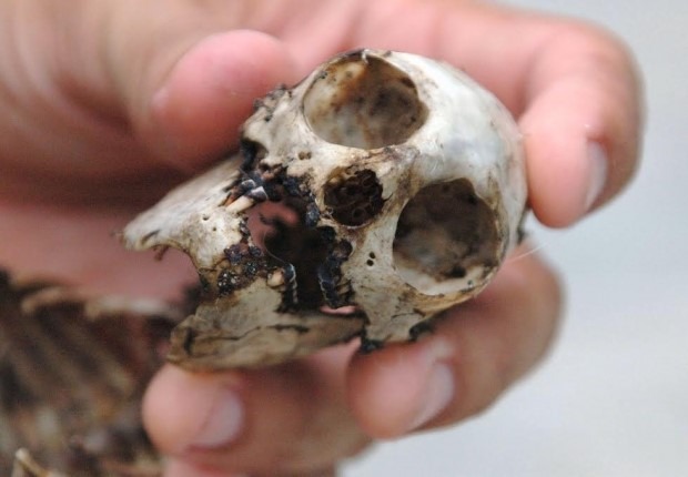Poached skull of a Coimbra’s titi monkey (Callithrix coimbrai), Sergipe State, Brazil © M. C. Tobias