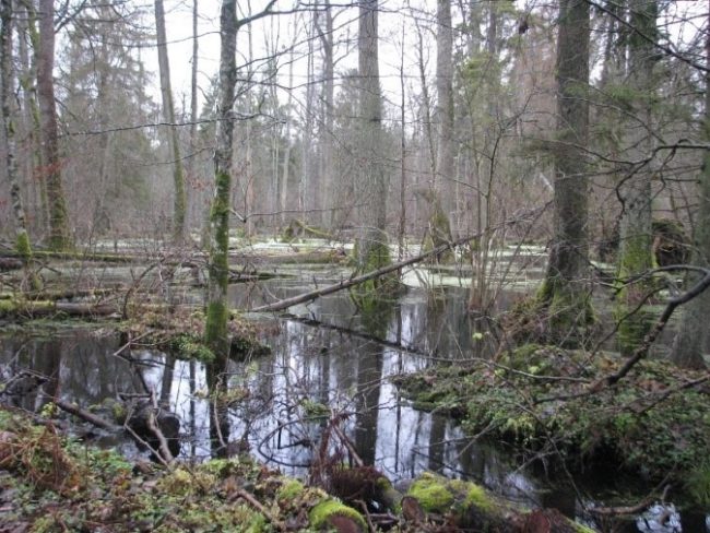 There is a mosaic of different forest types in Białowieża. Here typical wet forest (Alder karr) in late fall. Image by Grzegorz Mikusinski.