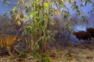 Diana Sanchez Two Tigers Hunting (from the Museum Series) 2010, Archival Pigment Print, 9.25x14 inches, © Diana Sanchez, Collection of the Artist, Previously on display in Environmental Impact