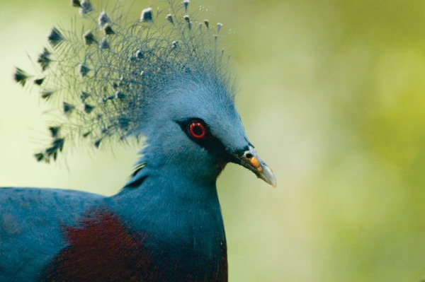 Victoria Crowned Pigeon (Goura victoria), New Guinea © M. C. Tobias
