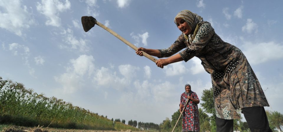 Agriculture in Kyrgyz Republic | Asian Development Bank | Flickr | CC BY-NC-ND 2.0Agricultural workers are among those who will be most affected as rising daytime temperatures and humidity increase the health risks of working outside.
