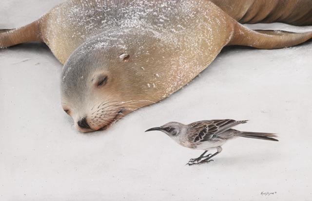 Kelly Dodge Mischief Maker, Galapagos Sea Lion and Espanola Mockingbird, 13.5x20.5 inches, Pastel on Museum paper © Kelly Dodge