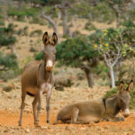 Wild Burros in the Protected Highlands of Socotra, Yemen, © M.C. Tobias