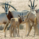 Female Arabian Oryx, Born Ten Minutes Before, Al Areen, Bahrain, © M.C. Tobias