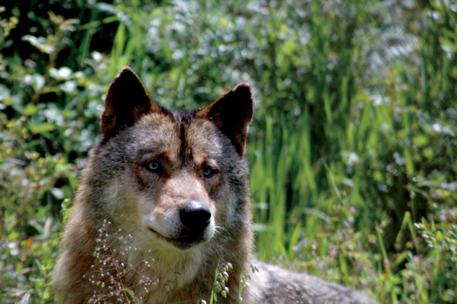 Wild Iberian Wolf Friend, Grupo Lobo, Portugal, © M.C. Tobias