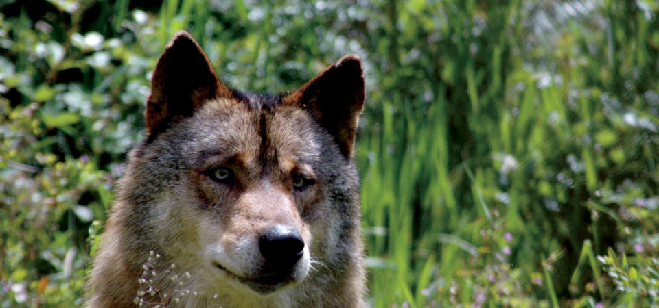 Wild Iberian Wolf Friend, Grupo Lobo, Portugal, © M.C. Tobias