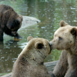 European Brown Bears at Alertis Sanctuary, The Netherlands, © M.C. Tobias
