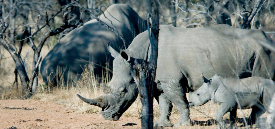 White Rhino Family on Private Sanctuary, South Africa, © M.C.Tobias