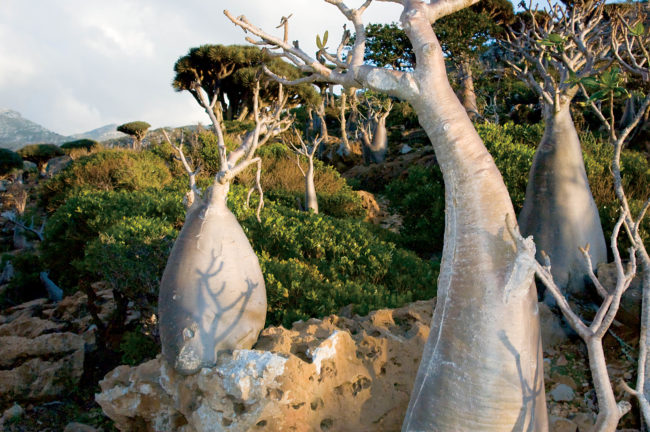 Caudiciforms [bottle trees] (Adenium obesum socotranum), Socotra, Yemen, © M. C. Tobias