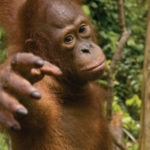 Young Orangutan at Tanjung Puting National Park, Kalimantan, Indonesian Borneo, © J.G. Morrison