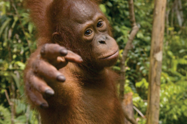 Young Orangutan at Tanjung Puting National Park, Kalimantan, Indonesian Borneo, © J.G.Morrison