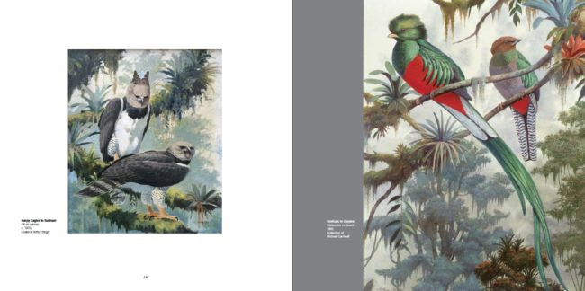 Arthur Singer (Left) Harpy Eagles In Suriname, Oil on canvas, c. 1970s, Estate of Arthur Singer; (Right) Quetzals in Guyana, Watercolor on board, 1982, Collection of Michael Cantwell