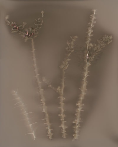 Toned and fixed Lumen Print of Ocotillo (Fouquieria splendens), from Tucson by Charles Hedgcock