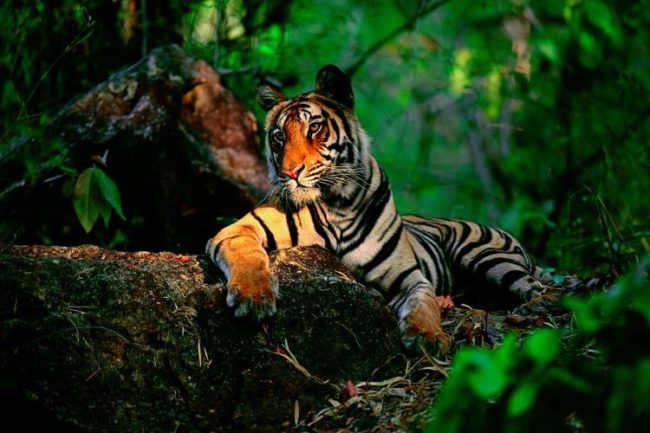 Mangelsen, Light in the Forest. Light in the Forest captures a young tigress descended from a famous line of wild Bengal tigers in India. Mangelsen got the photograph while waiting in the understory of the jungle and sitting, with his guide, atop of elephants.