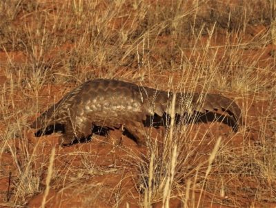 A wild pangolin walks through its habitat in search of food on a warm winter afternoon. Image by Wendy Panaino at the Tswalu Kalahari Reserve.