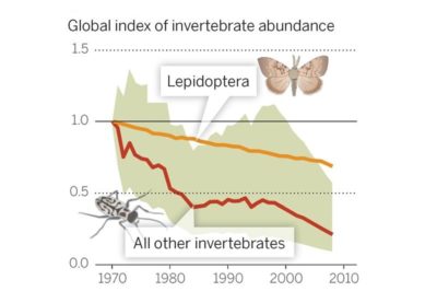 According to global monitoring data for 452 species, there has been a 45 percent decline in invertebrate populations over the past 40 years. Dirzo, Science (2014)