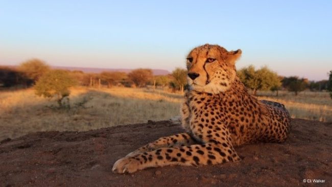 Photo credit: Cheetah Conservation Fund/Eli Walker