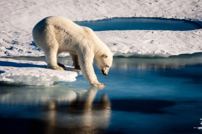 Figure 6: Polar bear faces shorter ice season in the Arctic. Image by Mario Hoppman | Flickr | CC BY 2.0