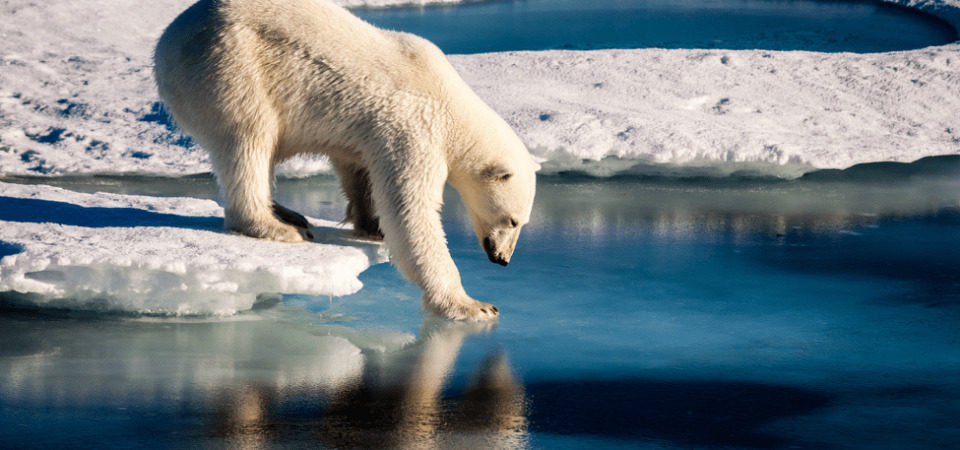 Polar bear faces shorter ice season in the Arctic. Image by Mario Hoppman | Flickr | CC BY 2.0