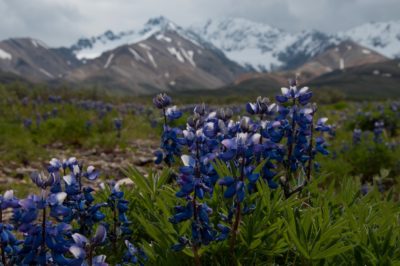 Arctic lupine (Lupinus arcticus) by Sandy Brown Jensen | Flickr | CC BY-SA 2.0