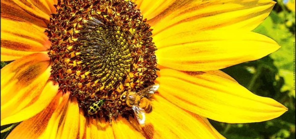 Image of sunflower and bee by Geoffrey Holland