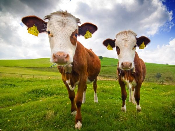2 cows standing in a field
