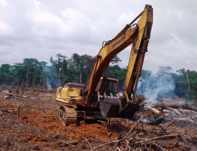 Figure 1. Rainforest in the Congo Basin being destroyed for a Chinese-funded road construction project (photo by William Laurance).