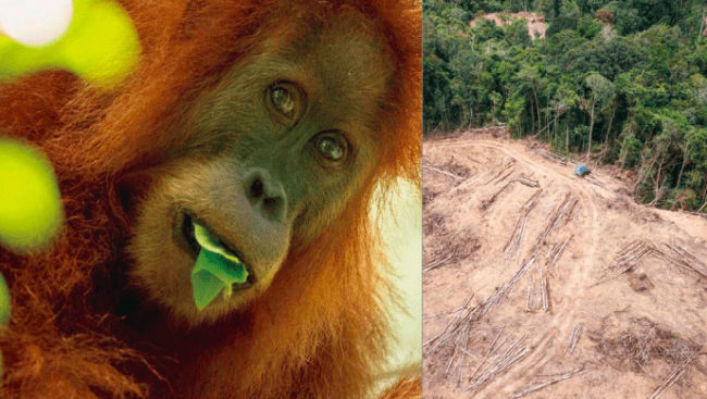 Figure 2. The Tapanuli orangutan is the world’s rarest great ape and is being imperilled by a Chinese-funded hydropower project in Sumatra, Indonesia (photos by Sumatran Orangutan Conservation Programme).