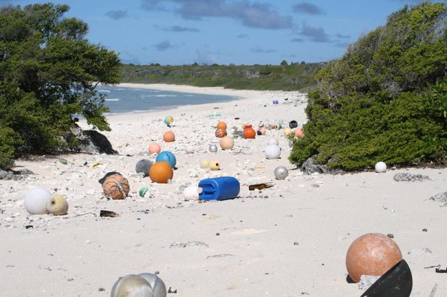 Plastics wash up on Henderson Beach