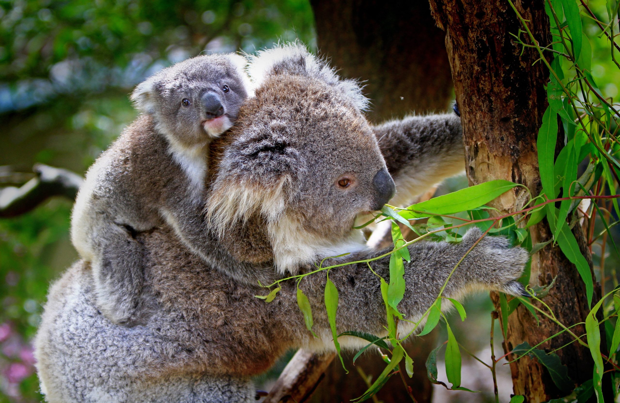 animals-cute-koala-bear-85678 - MAHB
