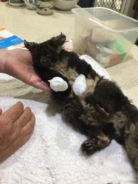 Possum with front paw bandages. New England wildlife Shelter, Tenterfield NSW | Image courtesy of author.