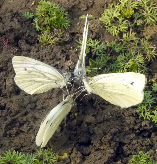 Four cabbage-white butterflies