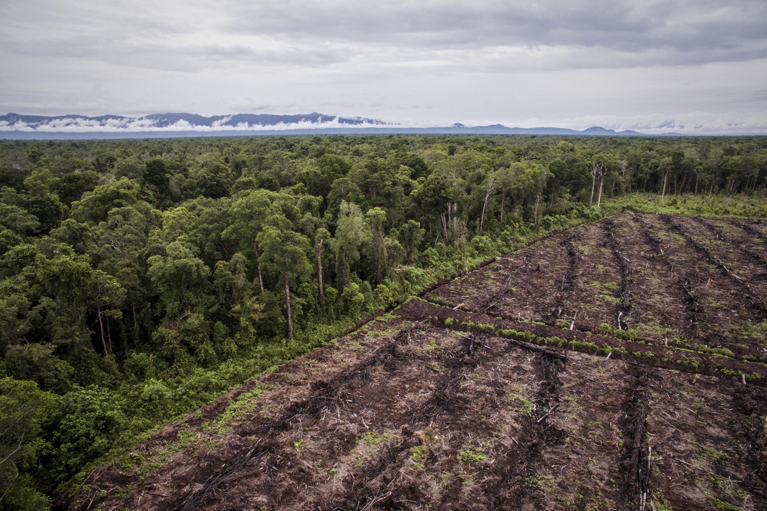 long-term-thermal-sensitivity-of-earth-s-tropical-forests-mahb