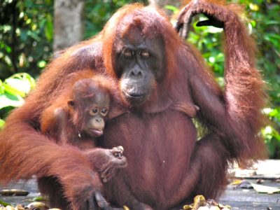 Orangutan-mother with child