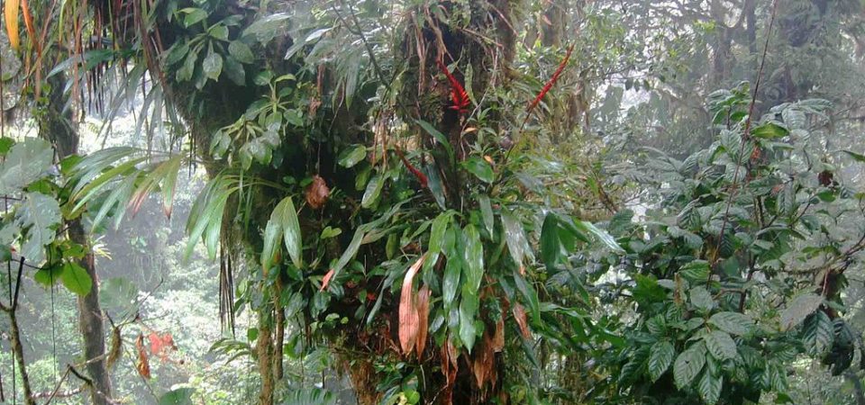 Photo of Epiphytes near Santa Elena, Costa Rica