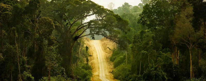 Road through rainforest