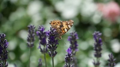 Butterfly on lavender blossom