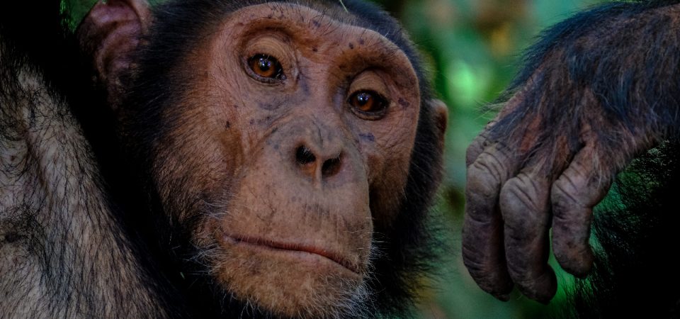 Chimpanzee by Francesco Ungaro