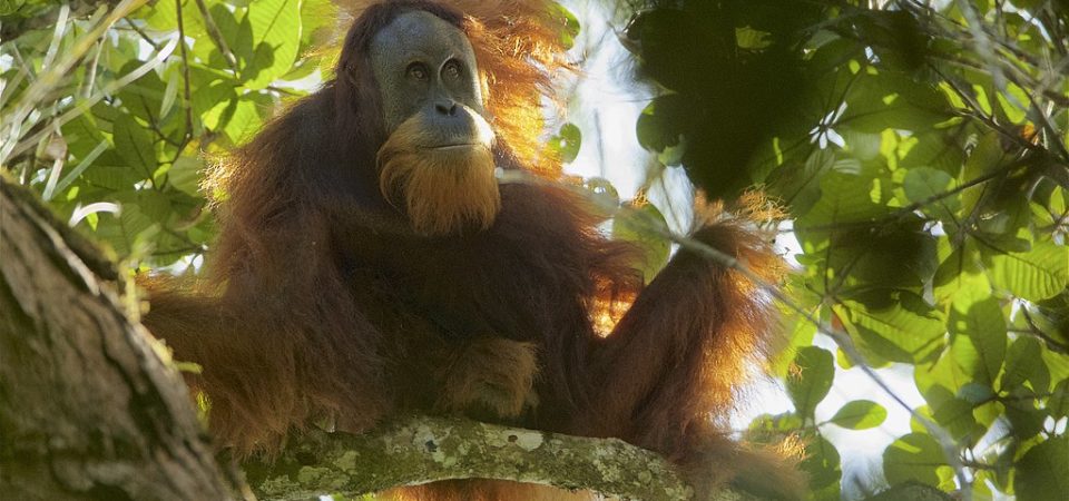Pongo tapanuliensis - Tapanuli Orangutan in tree