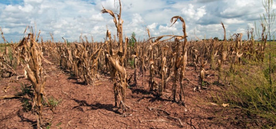 Photo of drought affected corn