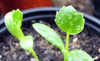 Eryngium_maritimum_seedling_-_first_leaf