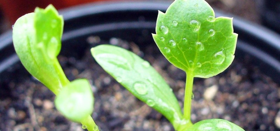 Eryngium_maritimum_seedling_-_first_leaf