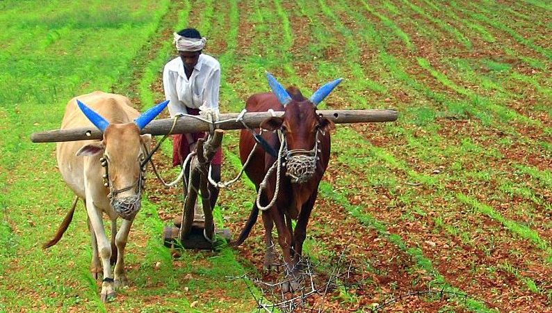 India_Farming