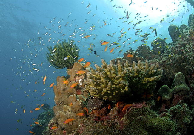 The_Coral_Reef_at_the_Andaman_Islands