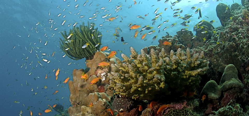The_Coral_Reef_at_the_Andaman_Islands