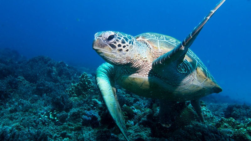 Photo of Green Turtle