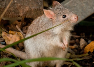 Burrowing bettong by Daniela Parra/ flickr